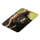 Water Buffalo Flexible Magnet (Linke Seite)