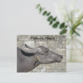 Water Buffalo Postkarte (Stehend Vorderseite)