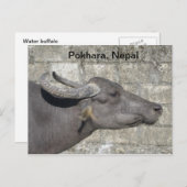 Water Buffalo Postkarte (Vorne/Hinten)