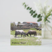 Water Buffalo spielt eine Rolle Postkarte (Stehend Vorderseite)