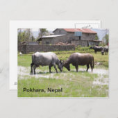 Water Buffalo spielt eine Rolle Postkarte (Vorne/Hinten)