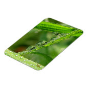 Water Drops on Green Grass Lush, Peaceful, Nature Magnet (Linke Seite)