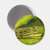 water frog magnet (Vorderseite/Rückseite)