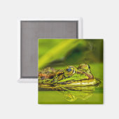 water frog magnet (Vorderseite/Rückseite)