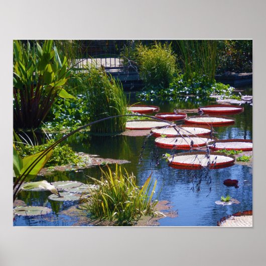 Water Garden Foto Plakatwerbung Poster (Vorne)