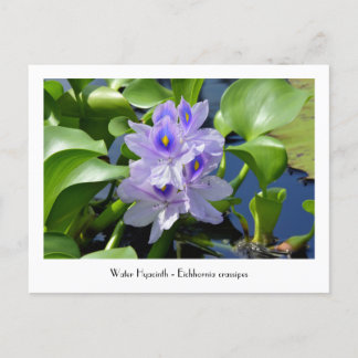 Water Hyacinth Sammelbare Blume Postkarten