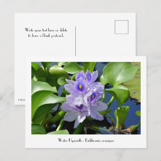 Water Hyacinth Sammelbare Blume Postkarten (Vorne/Hinten)