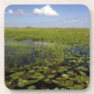 Water lilies and sawgrass in Florida everglades Untersetzer