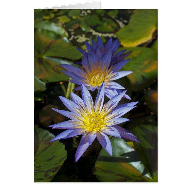 Water Lilies Card (Vorne)
