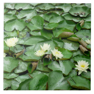 Water Lilies Fliese