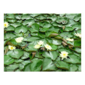 Water Lilies Fotodruck (Vorne)