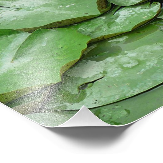 Water Lilies Fotodruck (Ecke)