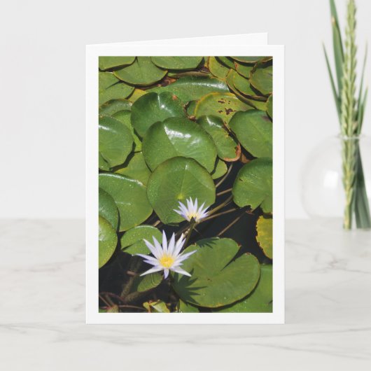 Water Lilies Karte (Vorderseite)