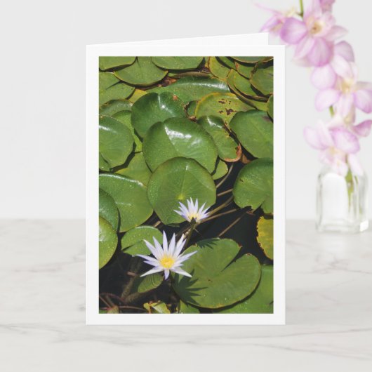 Water Lilies Karte (Orchidee)