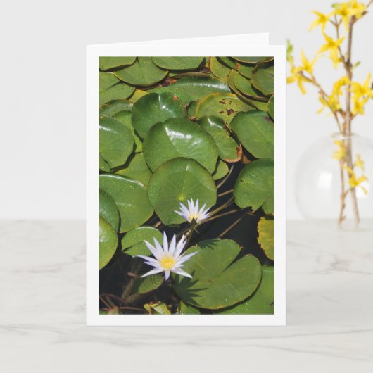 Water Lilies Karte (Gelbe Blume)