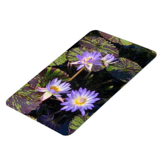 Water Lilies Magnet (Linke Seite)