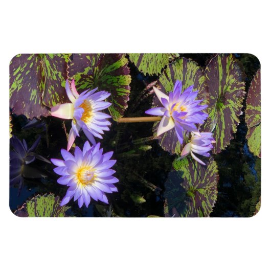 Water Lilies Magnet (Horizontal)