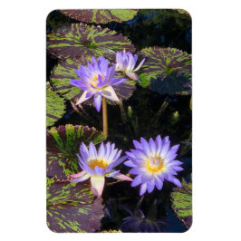 Water Lilies Magnet