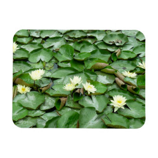 Water Lilies Magnet