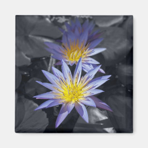 Water Lilies Magnet