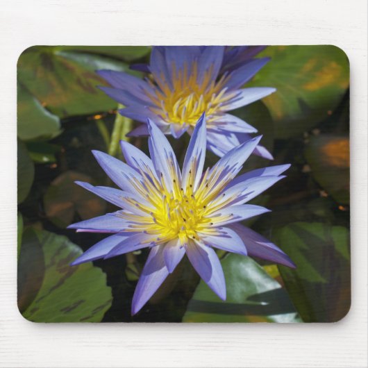 Water Lilies Mousepad (Vorne)