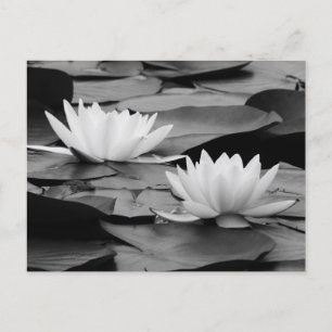 Water Lilies Postcard Feiertagspostkarte