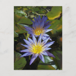 Water Lilies Postcard Postkarte