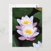 Water Lilies Postcard Postkarte (Vorne/Hinten)