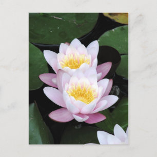 Water Lilies Postcard Postkarte