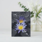 Water Lilies Postcard Postkarte (Stehend Vorderseite)