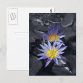 Water Lilies Postcard Postkarte (Vorne/Hinten)