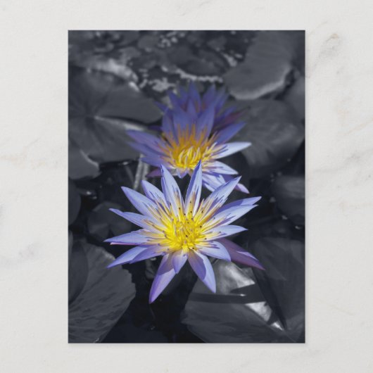 Water Lilies Postcard Postkarte (Vorderseite)