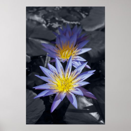 Water Lilies Poster (Vorne)
