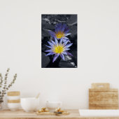 Water Lilies Poster (Küche)
