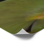 Water Lilies Poster (Ecke)