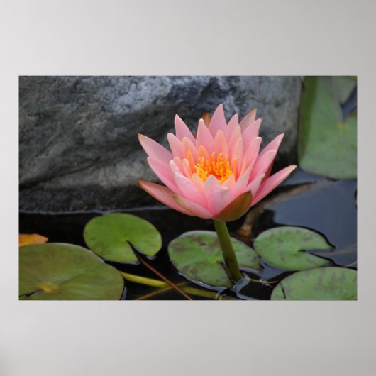 Water Lilies Poster (Vorne)