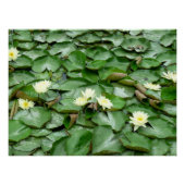 Water Lilies Poster (Vorderseite)
