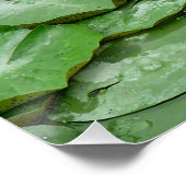 Water Lilies Poster (Ecke)