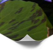 Water Lilies Poster (Ecke)