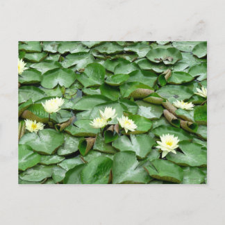 Water Lilies Postkarte