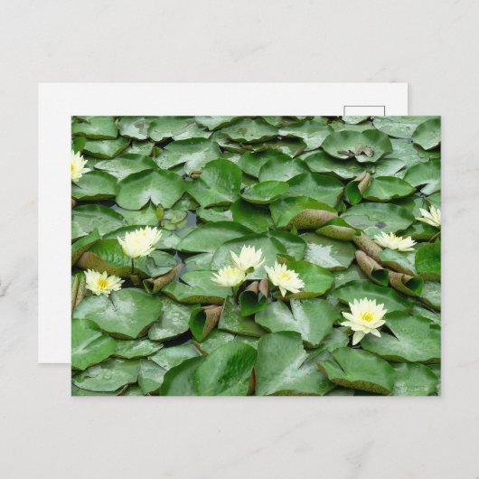Water Lilies Postkarte (Vorne/Hinten)
