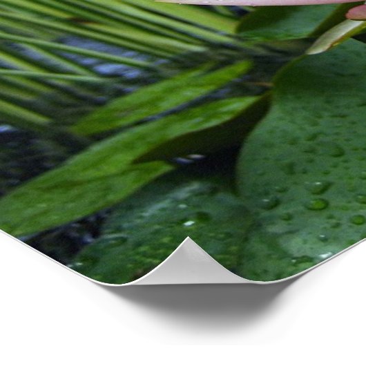 Water lilly after rain poster (Ecke)