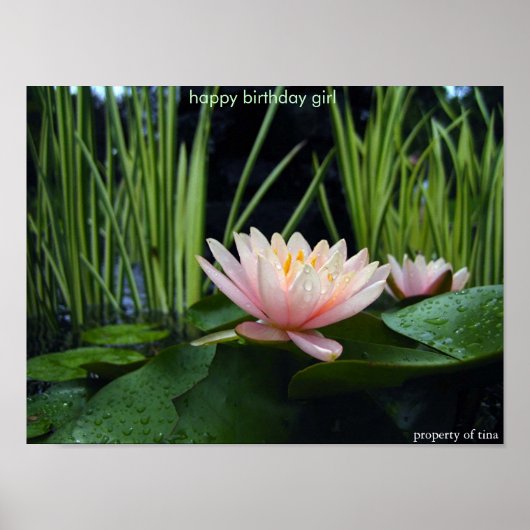 Water lilly after rain  poster (Vorne)