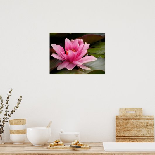 Water Lilly Canvas Print Poster (Küche)
