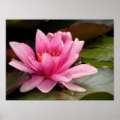 Water Lilly Canvas Print Poster (Vorne)