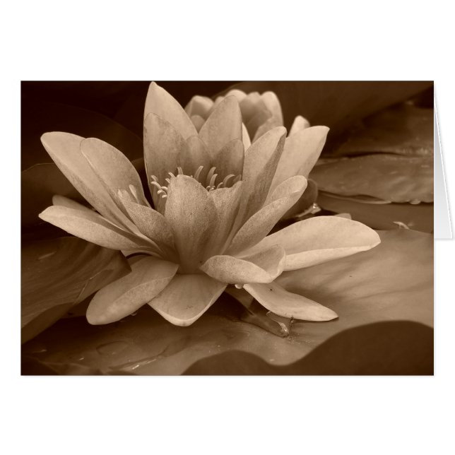 Water Lilly Card (Vorderseite (Horizontal))