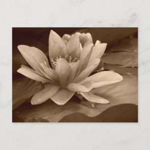 Water Lilly Card Postkarte