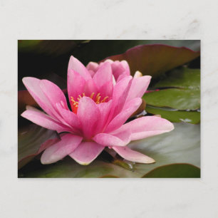 Water Lilly Card Postkarte