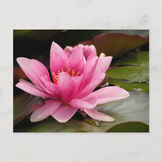 Water Lilly Card Postkarte (Vorderseite)