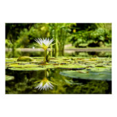 Water Lilly im botanischen Garten Poster (Vorderseite)
